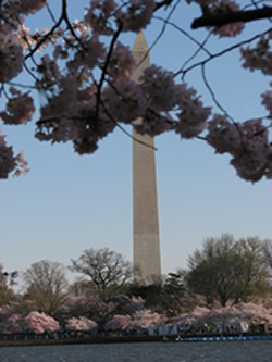 Washington Monument and cherry trees